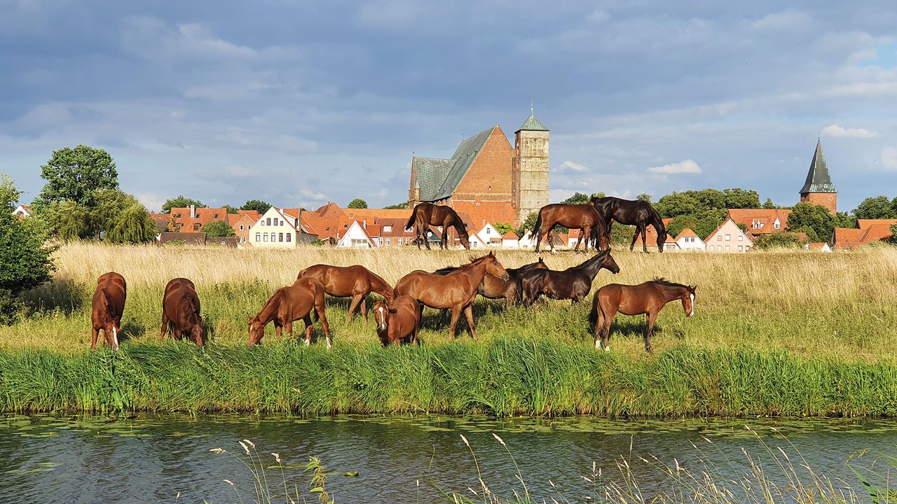 Panoramablick auf Verden und die Aller. Vor der Stadt grasen Pferde auf der Weide