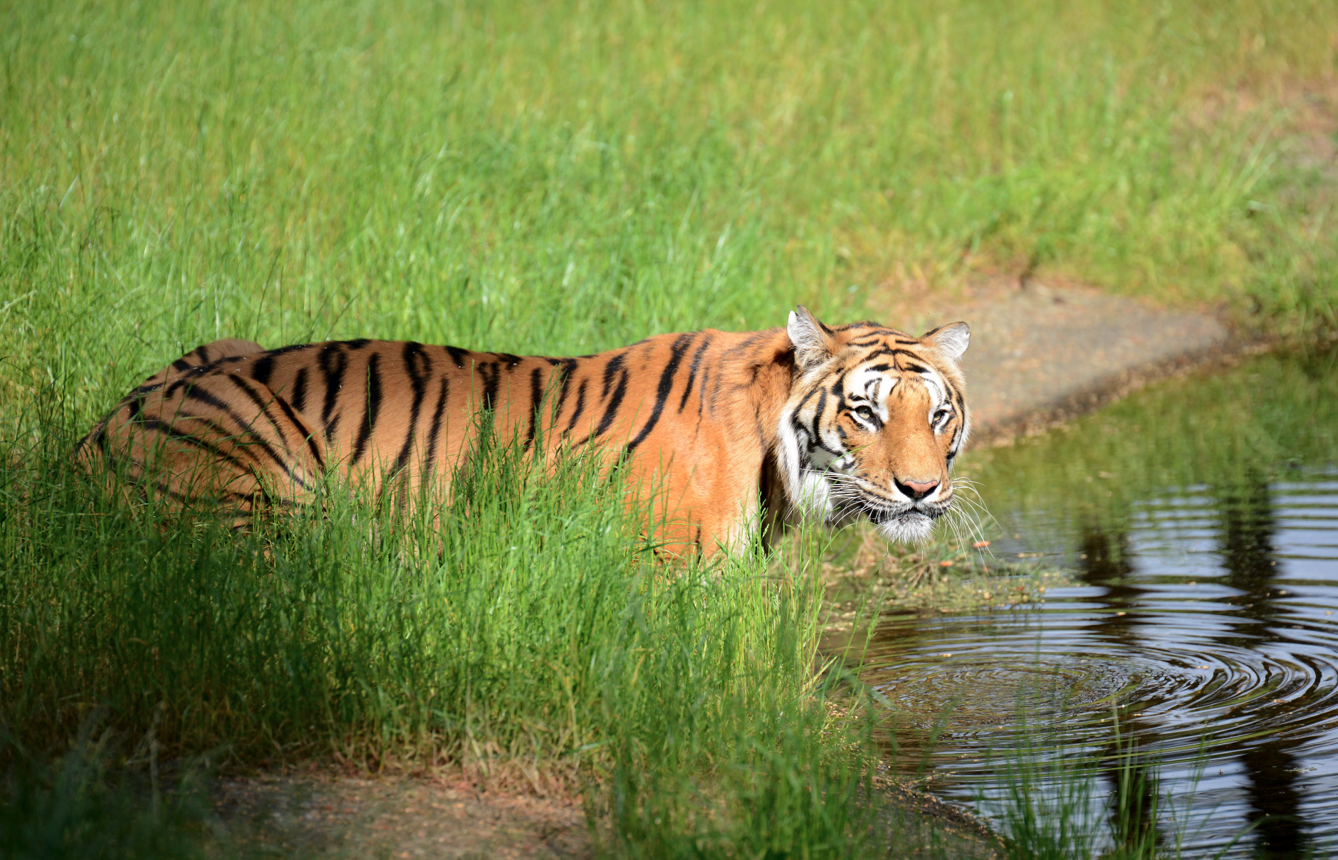 Ein Tiger hockt am Rande eines Gewässers im Serengeti-Park in Niedersachsen
