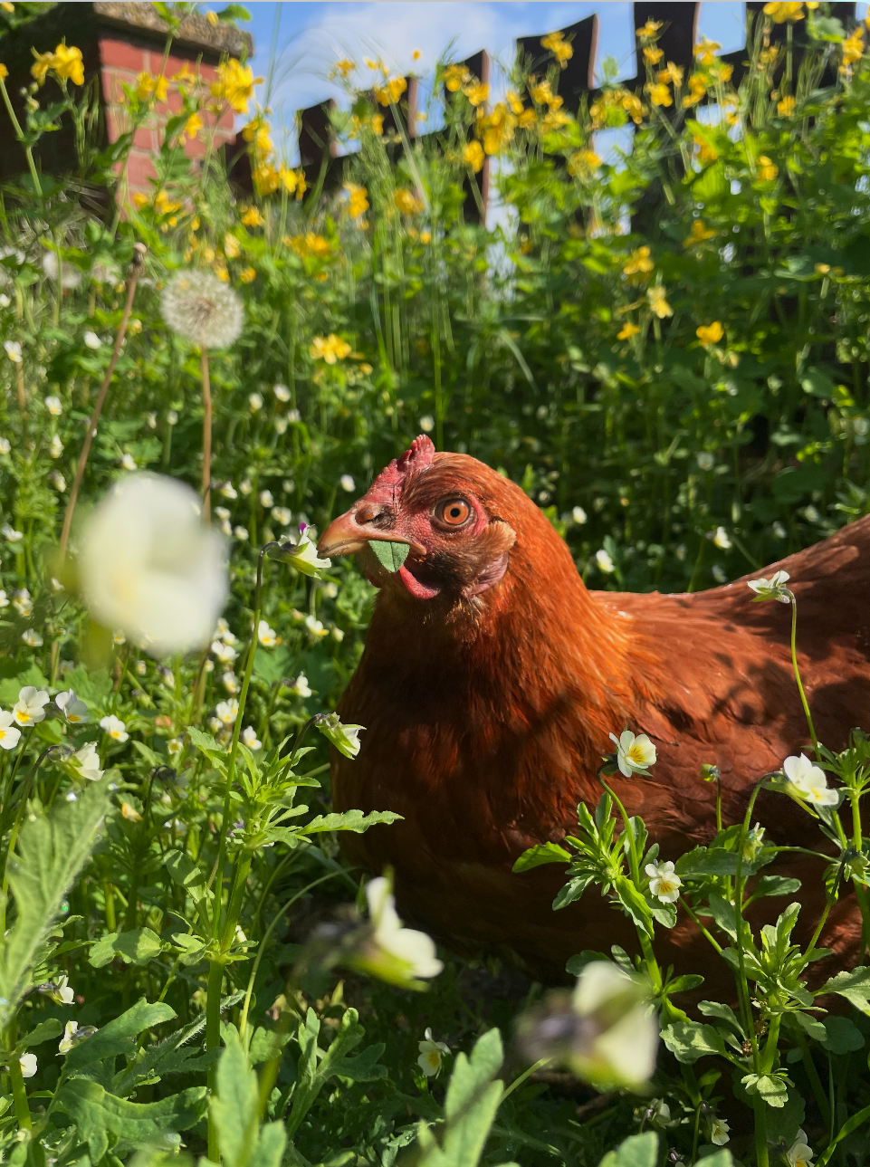Ein glückliches Huhn sitzt im Garten vom Gästehaus Wedework in de Wedemark