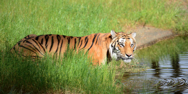Gaestehaus-wedework-tipps-serengeti-park-tiger Ein Tiger trinkt aus einem Teich im Serengeti-Park in Niedersachsen
