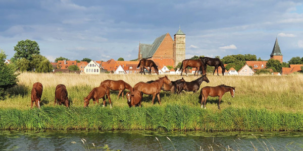 Gästehaus-wedework-tipps-verden Braune Pferde grasen vor der Kulisse von Verden in Niedersachsen