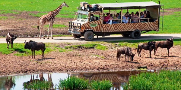 gaestehaus-wedework-tipps-serengeti-park-hodenhagen Eine Griraffe läuft neben einem Expeditionsfahrzeug durch den Serengeti-Park in Niedersachsen